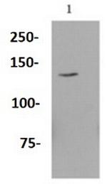 ITGA6 Antibody in Western Blot (WB)