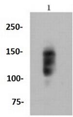 ITGB1 Antibody in Western Blot (WB)
