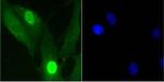 H1-4 Recombinant Rabbit Monoclonal Antibody