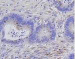 H1-4 Antibody in Immunohistochemistry (Paraffin) (IHC (P))