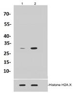 H1-4 Antibody in Western Blot (WB)