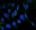 RBFOX3 Recombinant Rabbit Monoclonal Antibody