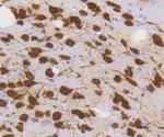 RBFOX3 Antibody in Immunohistochemistry (Paraffin) (IHC (P))