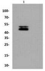 RBFOX3 Antibody in Western Blot (WB)