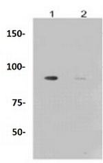 Phospho-GYS1 (Ser641) Antibody in Western Blot (WB)