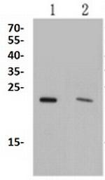 RAB4A Antibody in Western Blot (WB)