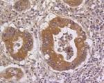 DUSP6 Antibody in Immunohistochemistry (Paraffin) (IHC (P))