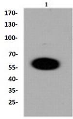 DUSP6 Antibody in Western Blot (WB)