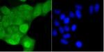 PTPN6 Recombinant Rabbit Monoclonal Antibody