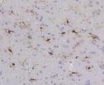 PTPN6 Antibody in Immunohistochemistry (Paraffin) (IHC (P))