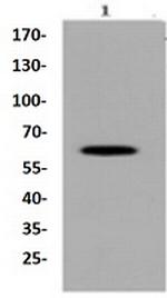 PTPN6 Antibody in Western Blot (WB)
