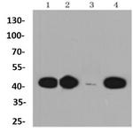 CCR7 Antibody in Western Blot (WB)