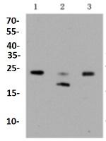 RHOC Antibody in Western Blot (WB)