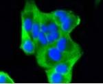 BBC3 Recombinant Rabbit Monoclonal Antibody