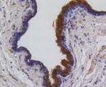 BBC3 Antibody in Immunohistochemistry (Paraffin) (IHC (P))