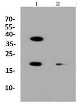 BBC3 Antibody in Western Blot (WB)