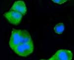 MAPK14 Antibody in Immunocytochemistry (ICC/IF)