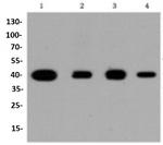 MAPK14 Antibody in Western Blot (WB)