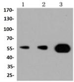 PIK3R3 Antibody in Western Blot (WB)