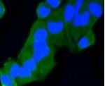 RAB9A Recombinant Rabbit Monoclonal Antibody