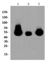 MAP2K2 Antibody in Western Blot (WB)