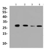 PHB1 Antibody in Western Blot (WB)