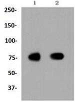 SCARB1 Antibody in Western Blot (WB)
