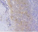 HSPA8 Antibody in Immunohistochemistry (Paraffin) (IHC (P))