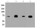 HSPA8 Antibody in Western Blot (WB)