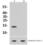 H2AK9ac Antibody in Western Blot (WB)
