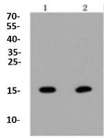Hydroxyl-H2AC4 (Tyr39) Antibody in Western Blot (WB)