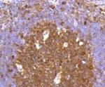 CASP3 Antibody in Immunohistochemistry (Paraffin) (IHC (P))