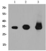 CASP3 Antibody in Western Blot (WB)