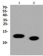 H4K5ac Antibody in Western Blot (WB)