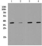 MMP12 Antibody in Western Blot (WB)