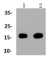 Birc5 Antibody in Western Blot (WB)