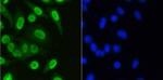 H3K36me1 Recombinant Rabbit Monoclonal Antibody