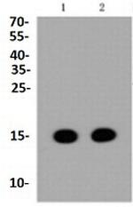 H3K36me1 Antibody in Western Blot (WB)