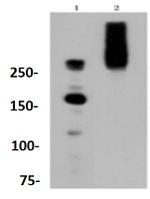 IGF2R Antibody in Western Blot (WB)