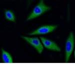 CDK2 Recombinant Rabbit Monoclonal Antibody