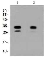 CDK2 Antibody in Western Blot (WB)