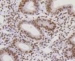 CBX5 Antibody in Immunohistochemistry (Paraffin) (IHC (P))