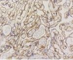 CAV1 Antibody in Immunohistochemistry (Paraffin) (IHC (P))