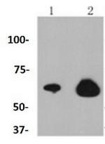RELA Antibody in Western Blot (WB)