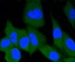 ERG Recombinant Rabbit Monoclonal Antibody