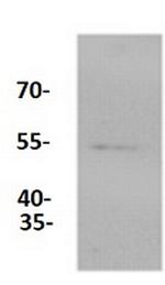 ERG Antibody in Western Blot (WB)
