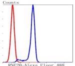 RNF20 Antibody in Flow Cytometry (Flow)