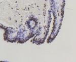 Phospho-SMAD5 (Ser463, Ser465) Antibody in Immunohistochemistry (Paraffin) (IHC (P))