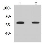 Phospho-SMAD5 (Ser463, Ser465) Antibody in Western Blot (WB)