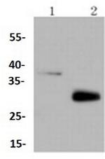 MCL1 Antibody in Western Blot (WB)